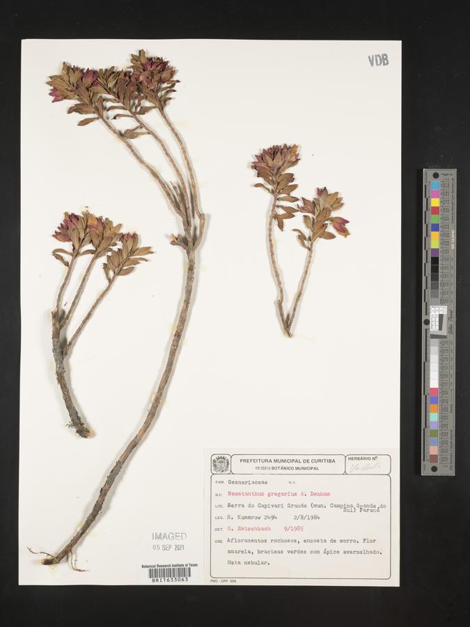 Nematanthus gregarius image