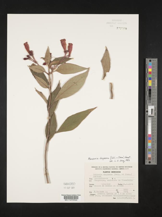 Moussonia deppeana image