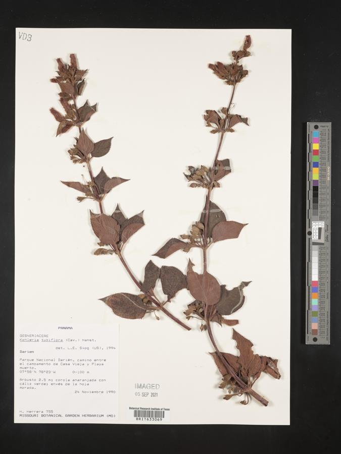 Kohleria tubiflora image