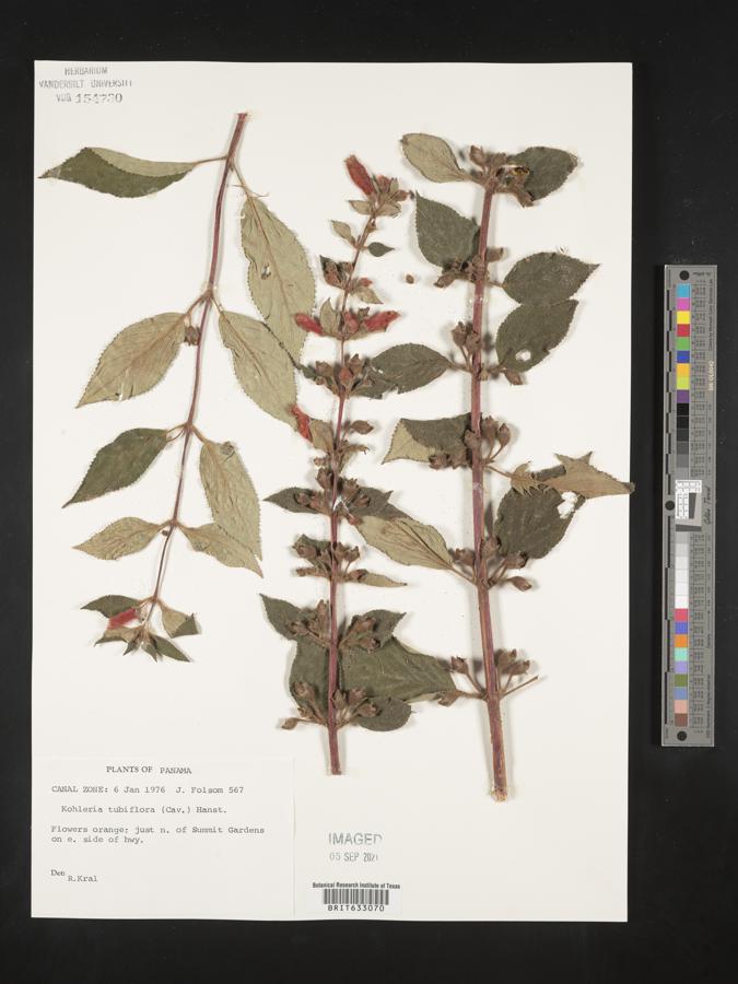 Kohleria tubiflora image
