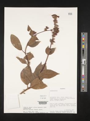 Kohleria spicata image