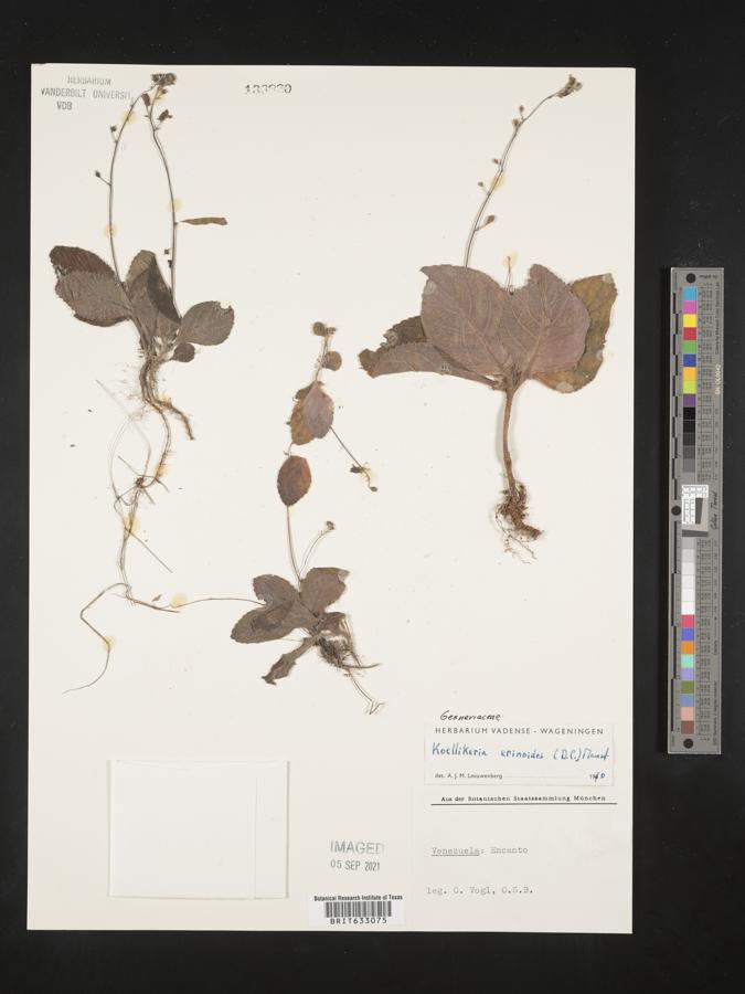 Gloxinia erinoides image