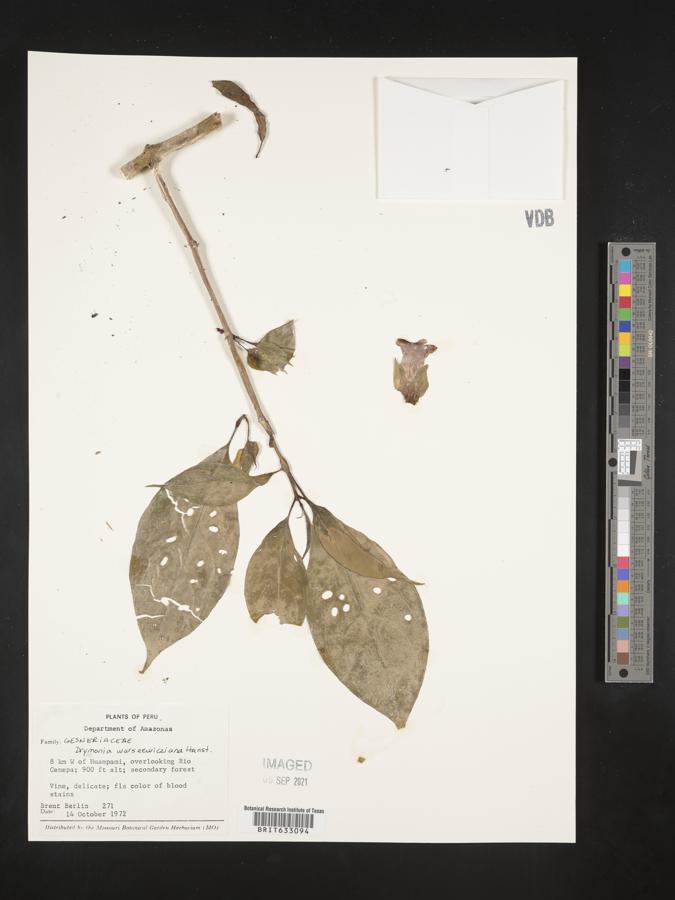 Drymonia warszewicziana image