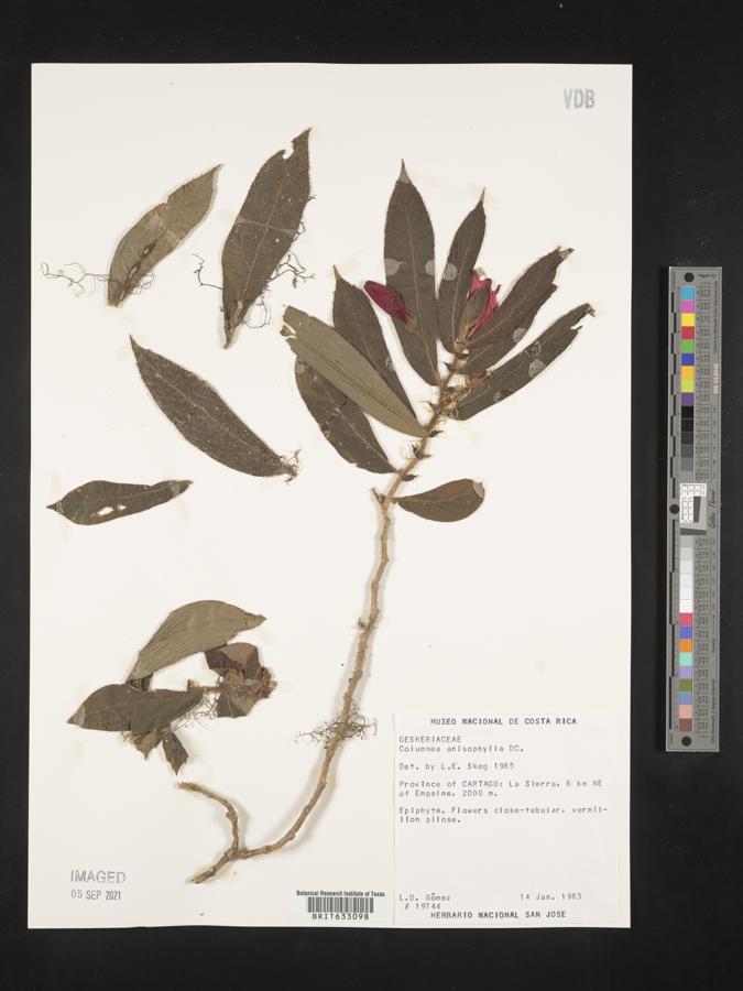 Columnea anisophylla image