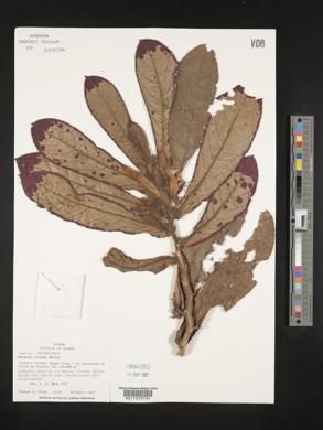 Image of Columnea cruenta