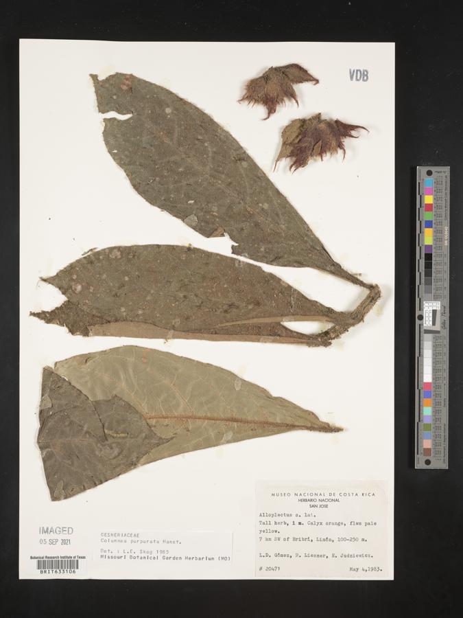 Columnea purpurata image