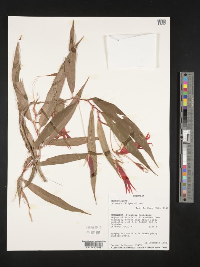 Columnea filipes image