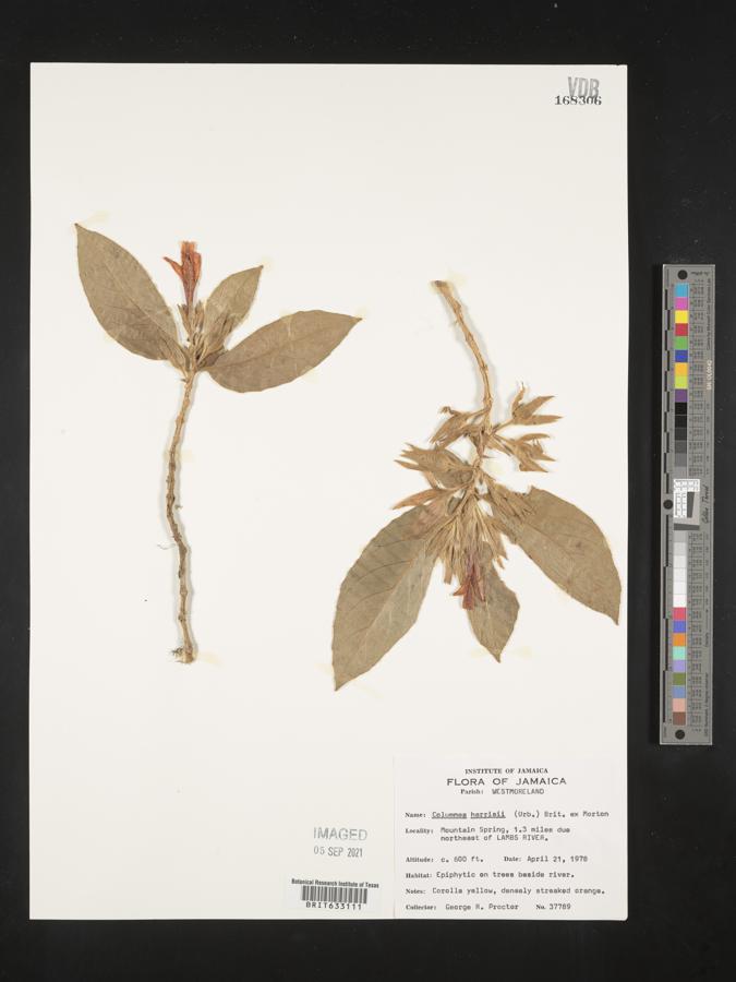 Columnea harrisii image