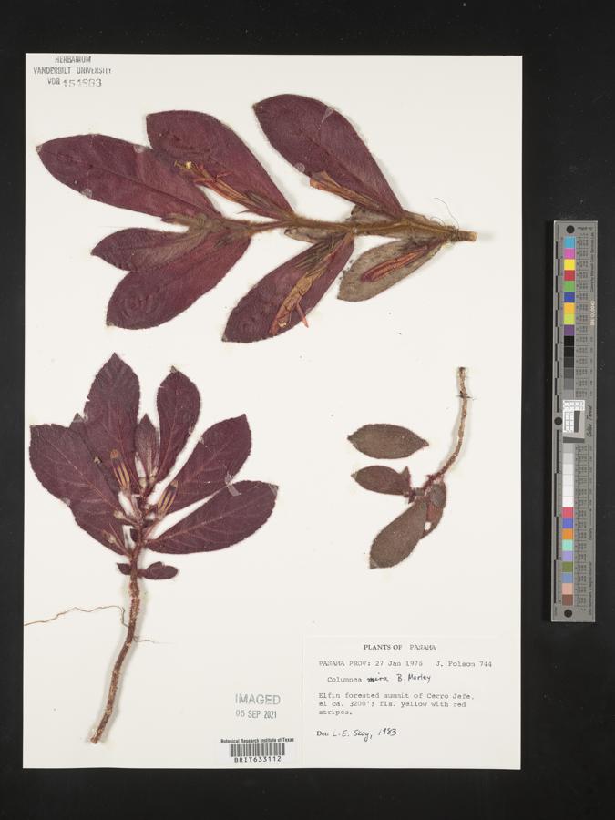 Columnea mira image