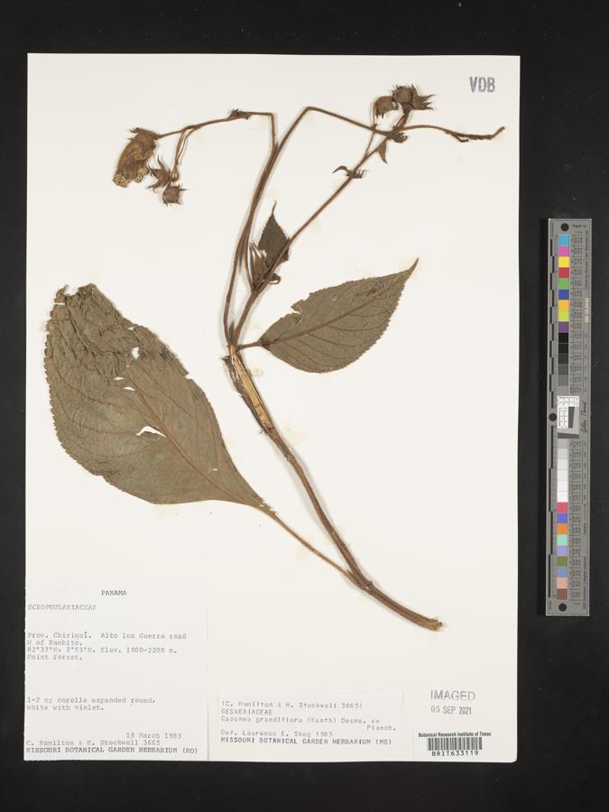 Kohleria tigridia image