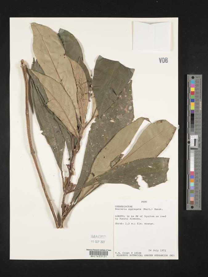 Besleria aggregata image
