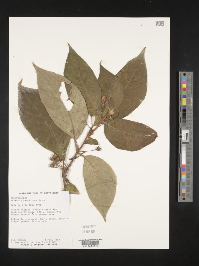 Besleria pauciflora image
