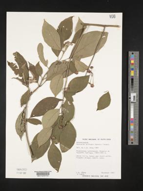 Besleria triflora image