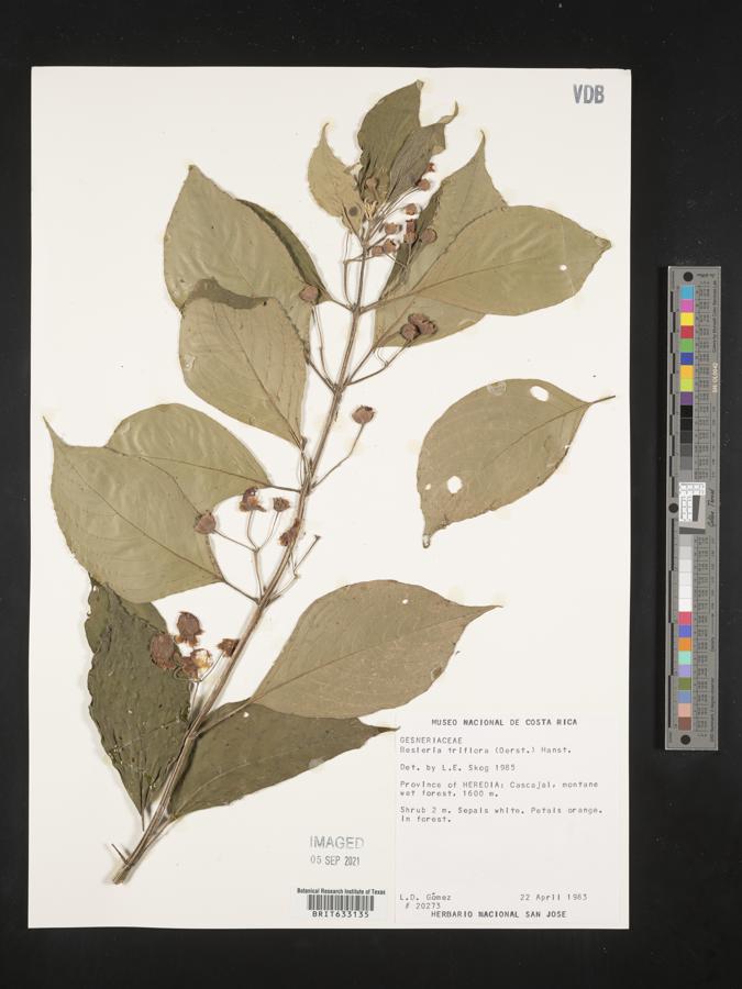 Besleria triflora image