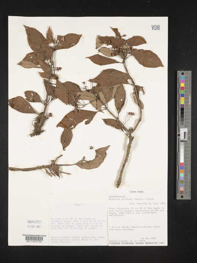 Besleria triflora image