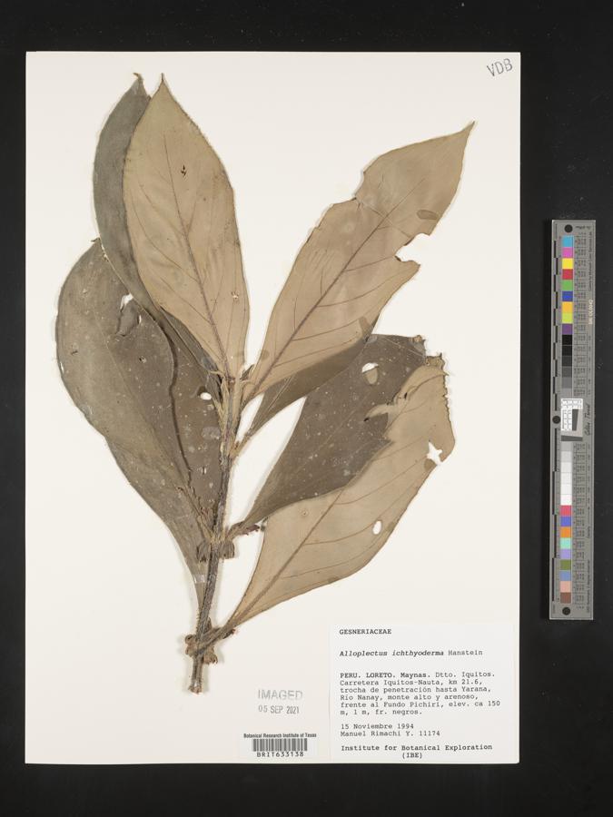 Glossoloma ichthyoderma image