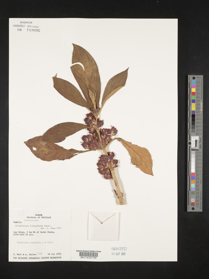 Glossoloma ichthyoderma image