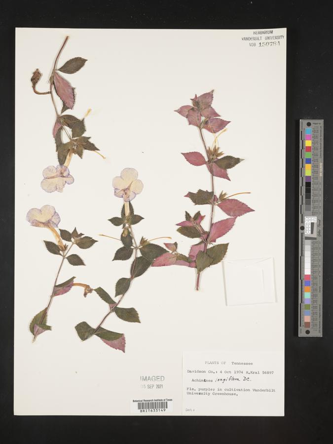 Achimenes longiflora image