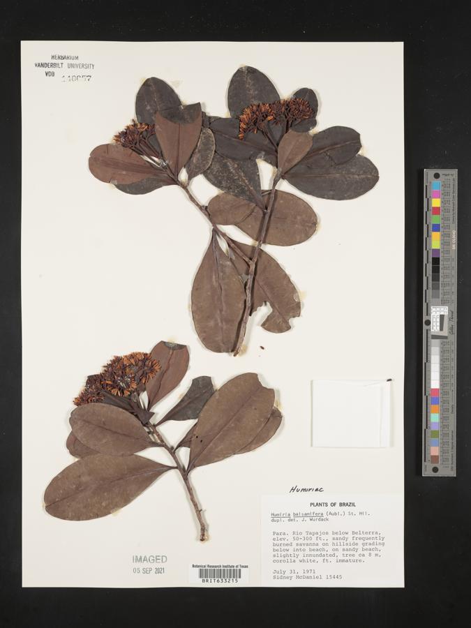 Humiria balsamifera image