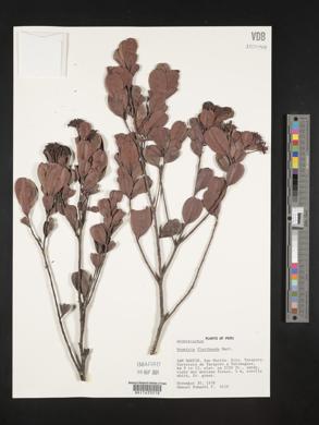 Humiria floribunda image