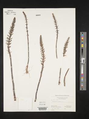 Hippuris vulgaris image