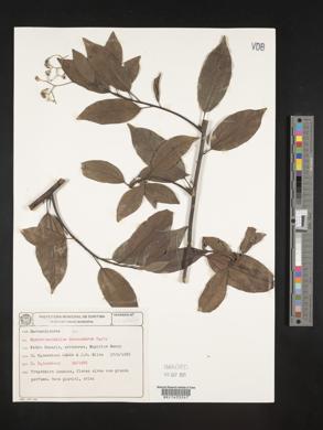 Image of Sparattanthelium botocudorum