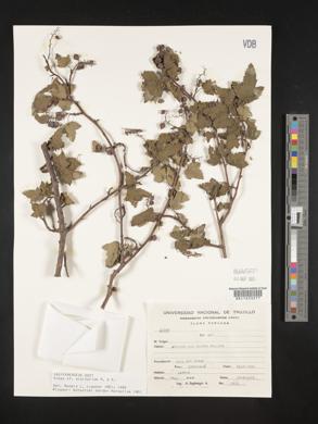 Image of Ribes albifolium