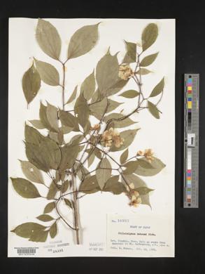 Philadelphus satsumi image