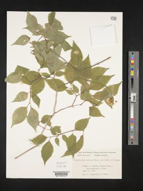 Philadelphus satsumi image