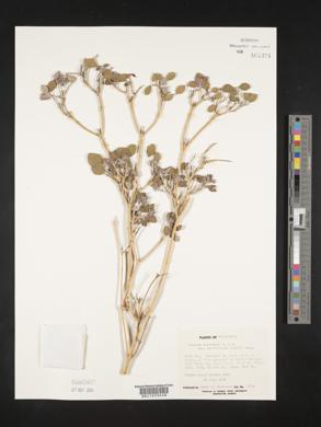 Jamesia americana var. californica image