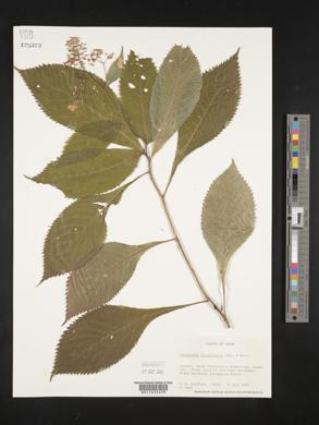 Image of Hydrangea alternifolia