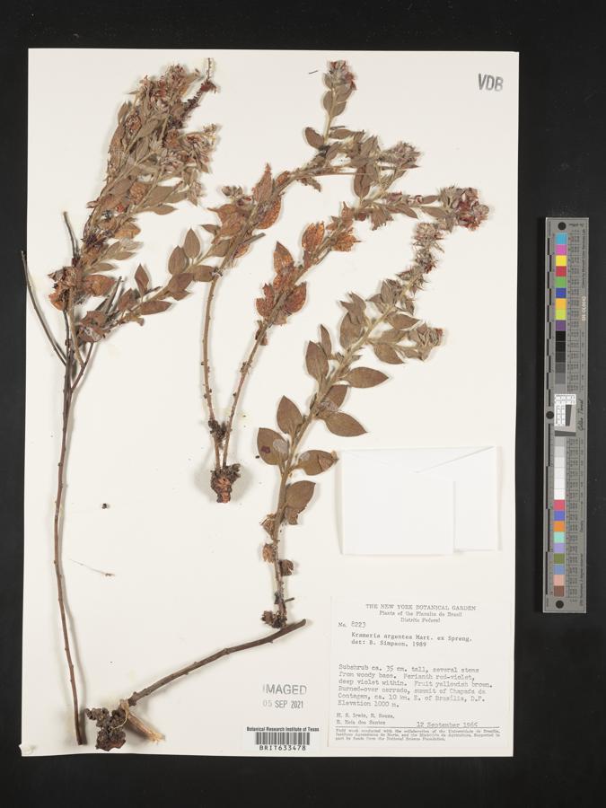 Krameria argentea image