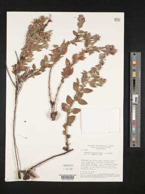 Image of Krameria argentea