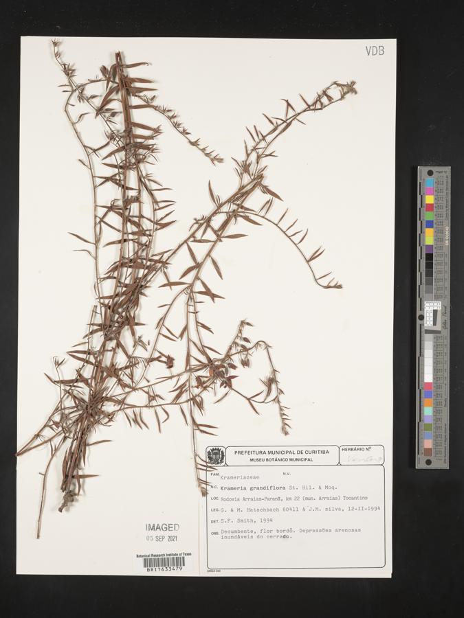 Krameria grandiflora image