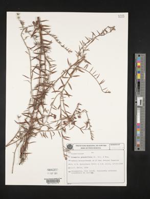 Image of Krameria grandiflora