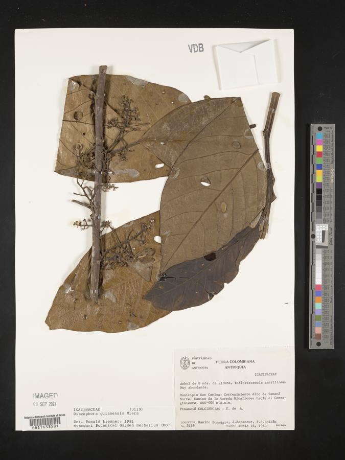 Discophora image