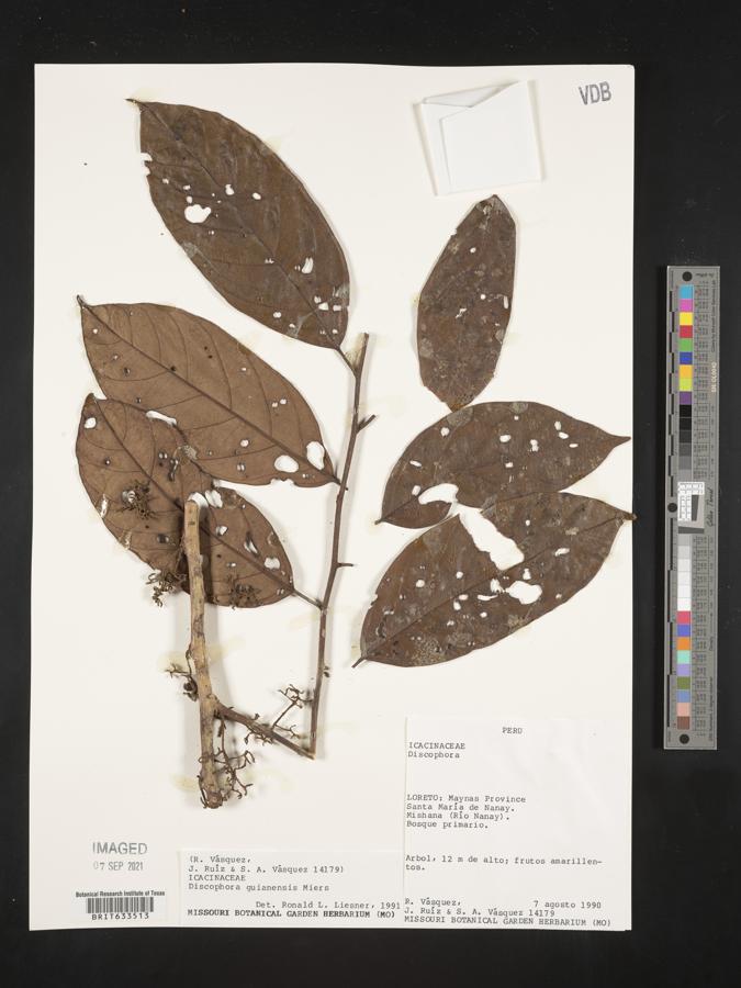 Discophora guianensis image