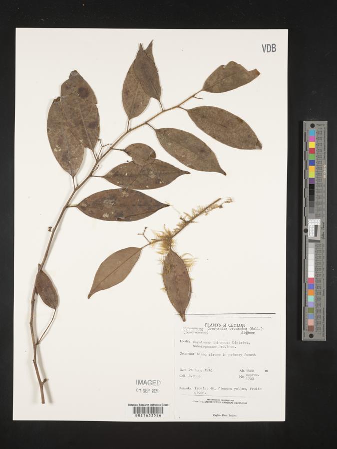 Gomphandra tetrandra image