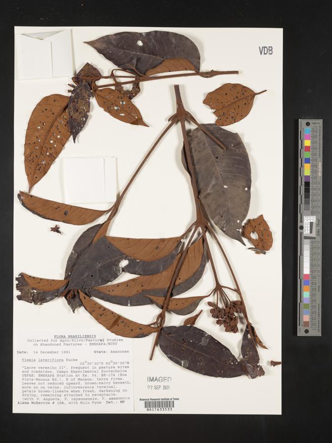 Vismia lateriflora image