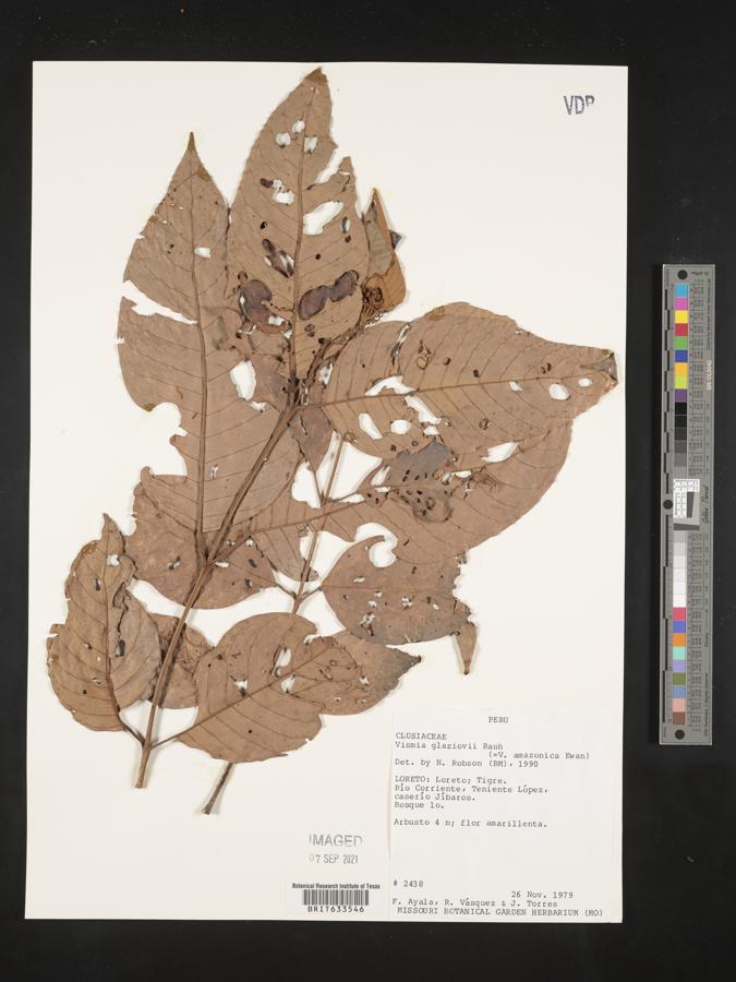 Vismia gracilis image
