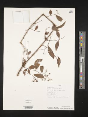 Vismia minutiflora image