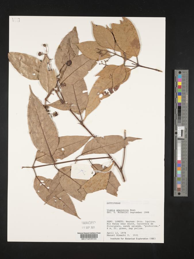 Vismia amazonica image