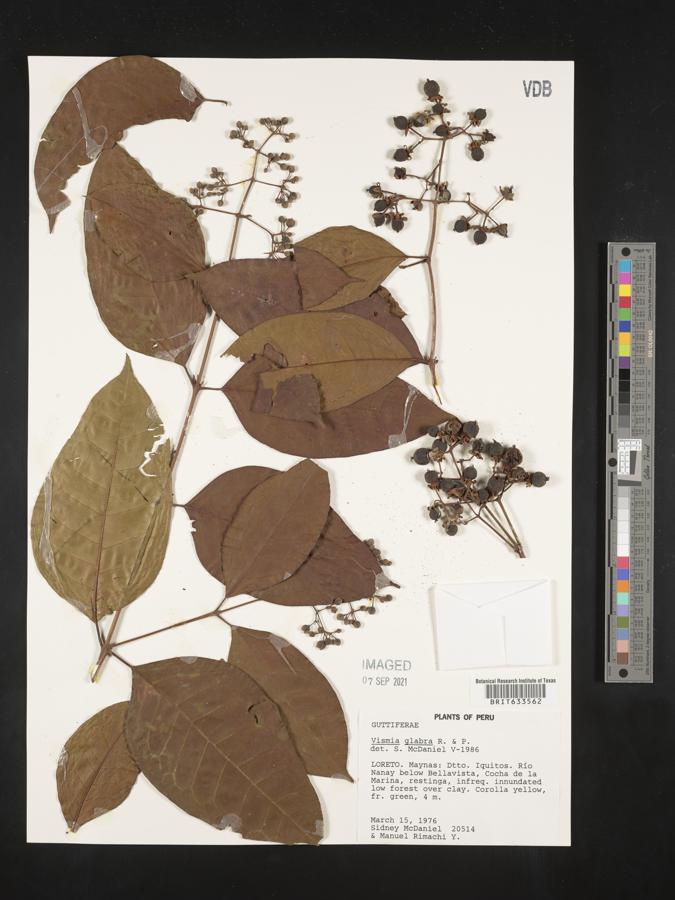 Vismia glabra image