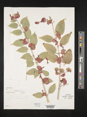 Holmskioldia sanguinea image