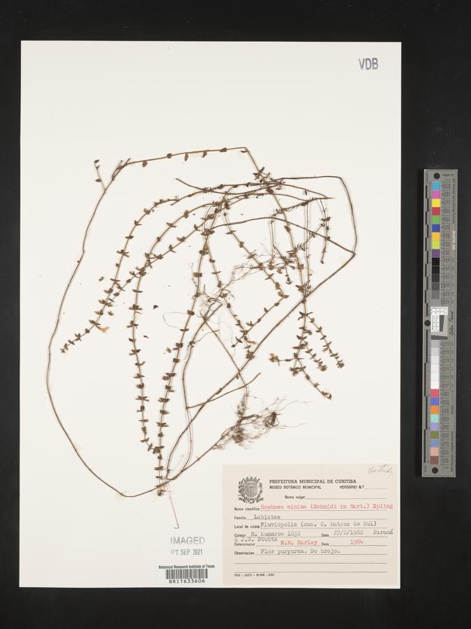 Hoehnea minima image