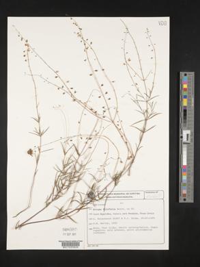 Image of Eriope filifolia
