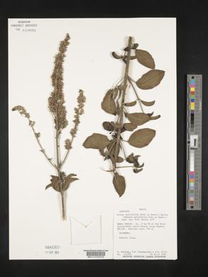 Image of Eriope salviifolia