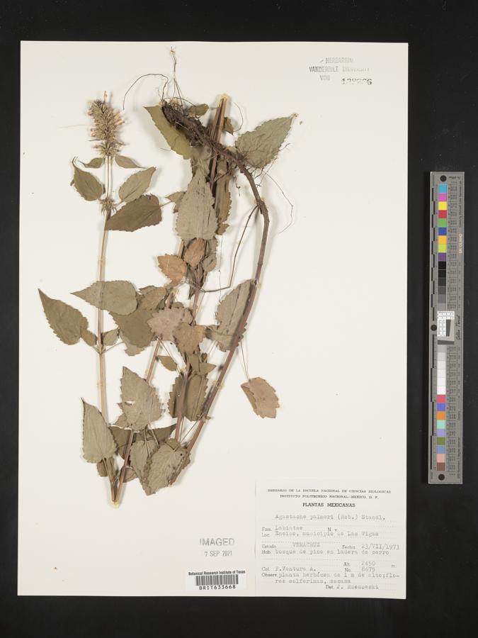 Agastache palmeri image