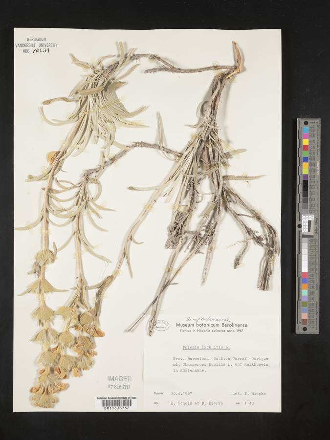 Phlomis lychnitis image