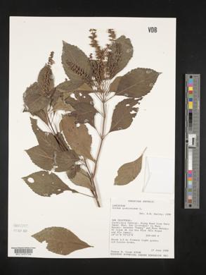 Ocimum gratissimum image